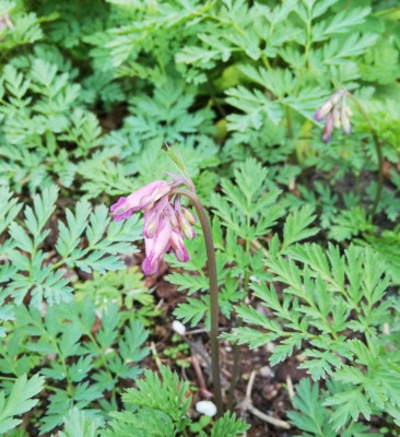 IMG_20190417_181740.jpg