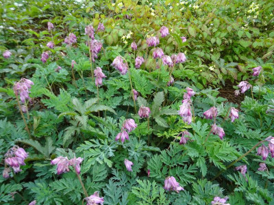Dicentra Stuart Boothman April 2019.JPG