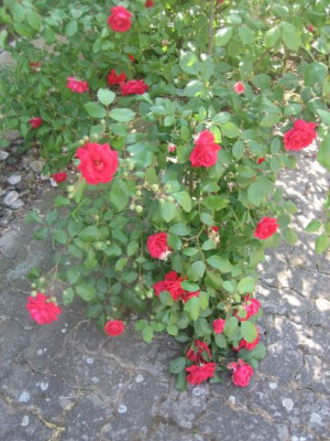PaulS_Scarlet_Climber_5159_r11.jpg