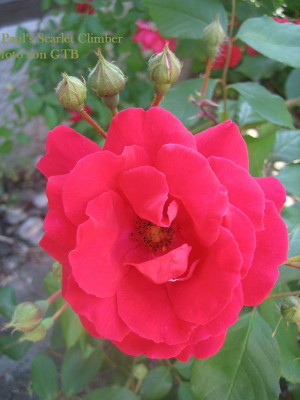 PaulS_Scarlet_Climber_5160_r11.jpg