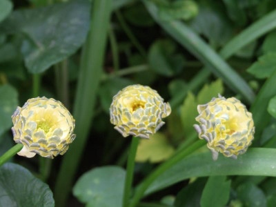 DSCF6209.JPG