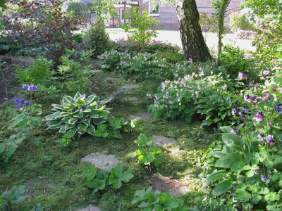 Dicentrablüte.jpg