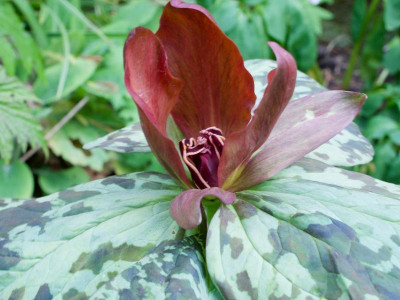 trillium-cuneatum-blüte.jpg