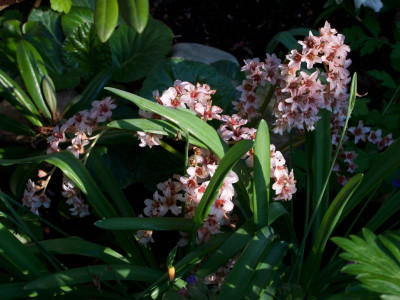 bergenia-ciliata.jpg