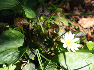 Ranunculus ficaria Hussy P4180416.JPG
