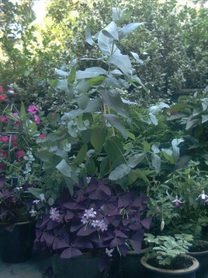Oxalis.jpg