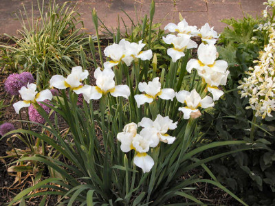 Iris_Viel_Schnee.jpg