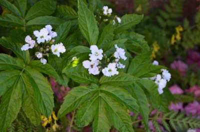 Cardamine_heptaphylla-GuinchoForm.19-2.jpg