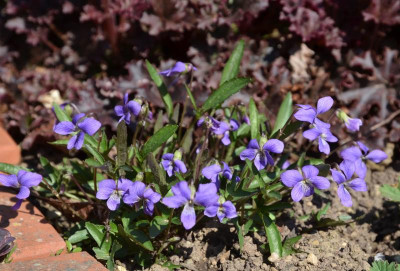 Viola_palmata.19-1.jpg