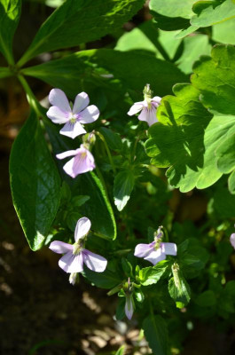 Viola_cornuta-VictoriasBlush.19-1.jpg