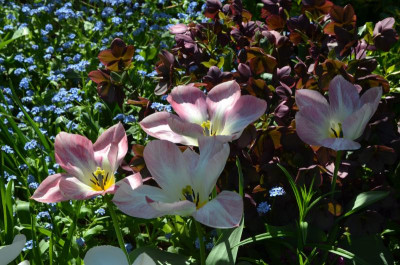 Tulipa-FlamingPurissima.19-2.jpg