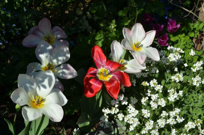 Tulipa-FlamingPurissima.19-1.jpg