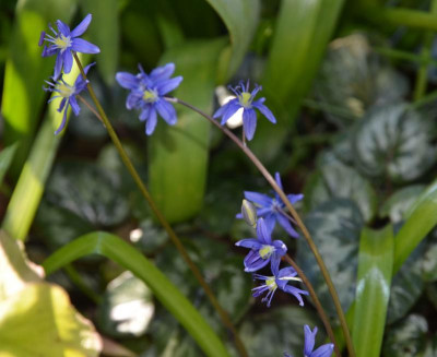 Scilla_amoena.19-1.jpg