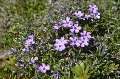 Phlox_subulata-Thomasini.19-1.jpg