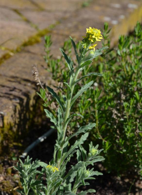 Fibigia_clypeata.19-1.jpg