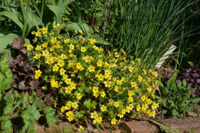 Waldsteinia_geoides.19-2.jpg