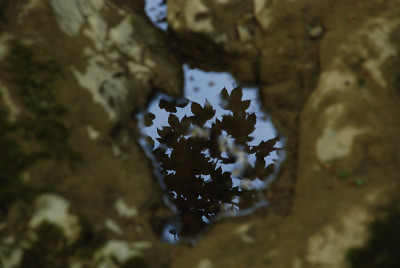 acer_im_loch.jpg