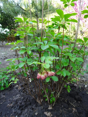 Enkianthus chinensis April 2019.JPG