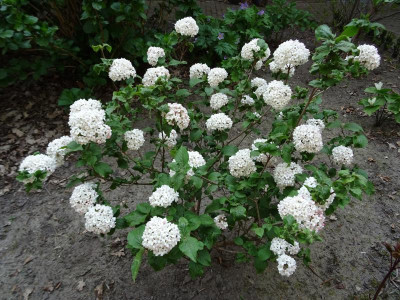 Viburnum carlcephalum April 2019.JPG