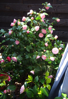 DSC06542.jpg