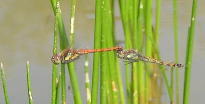 Sympetrum_-_Heidelibellen_03.jpg