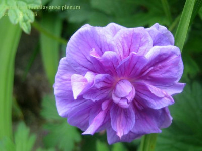 Gerannium_himalayense_plenum_5013.JPG
