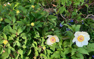 paeonia-mloko-+saemling.jpg