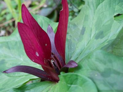 trillium-rot.jpg