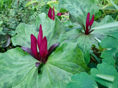 trillium-rot-pflanze1.jpg