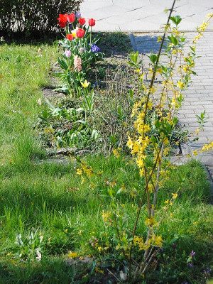 Gekreische2019_04_19_02.jpg