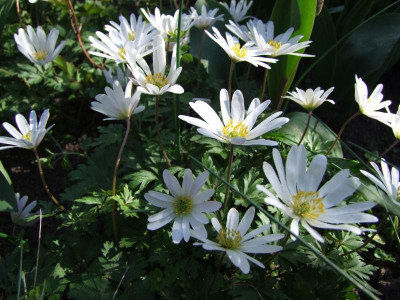 Anemonen.jpg