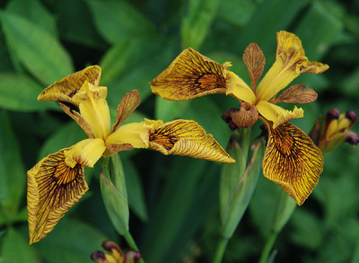 iris_pseudacorus_berlin_tiger07.jpg