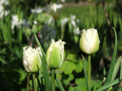 Crispa-Tulpen.jpg