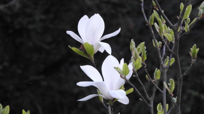 DSCN4261.JPG
