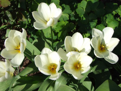 Tulpen.jpg