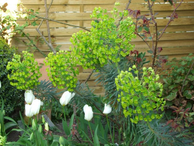 Euphorbia.jpg