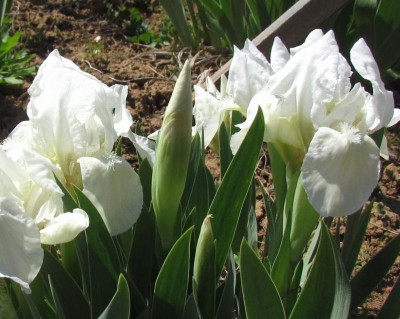 MDB Bright White.jpg