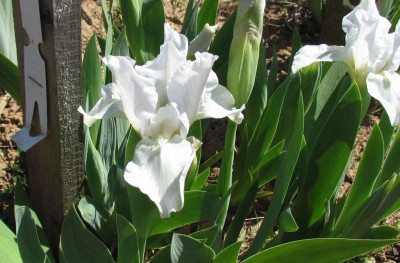 SDB Lilli-White.jpg