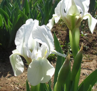 SDB Lilli-White zwei.jpg