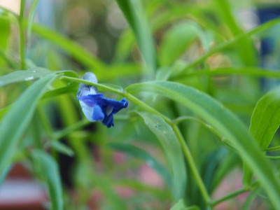 Lathyrus x Fino Fino P4190427.JPG