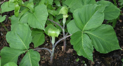 IMG_2727_eArisaema_triphyllum_Irm.JPG