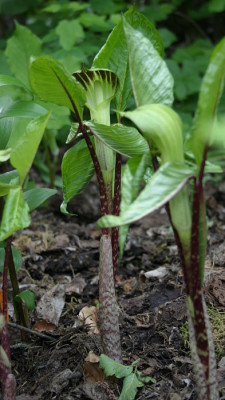 IMG_2622_eArisaema_triphyllum_Irm.JPG
