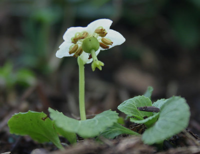 IMG_2724_eMoneses_uniflora.JPG