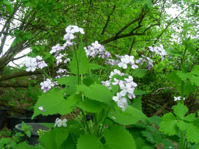 Lunaria rediviva DSCN5506.JPG
