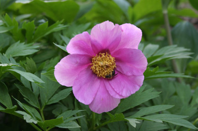 IMG_2734_ePaeonia_anomala_ssp_anomala.JPG