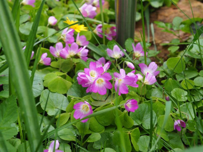 Oxalis acetosella rosafarben P4090396.JPG