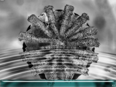 papaver_.jpg