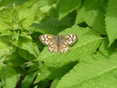 Waldbrettspiel (Pararge aegeria).JPG