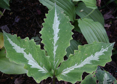 IMG_2736_eArisaema_sikokianum_Blatt_panasch.JPG