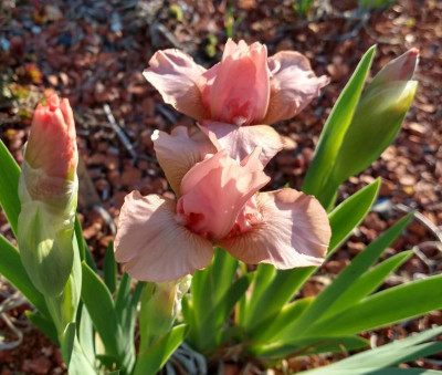IMG_20190420_075154010_HDR~2.jpg